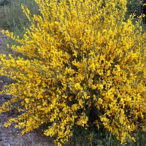 Cytisus 'Scoparius Vanesse' ghiveci 0,7L