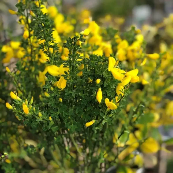 Cytisus 'Scoparius Vanesse' ghiveci 0,7L - imagine 4