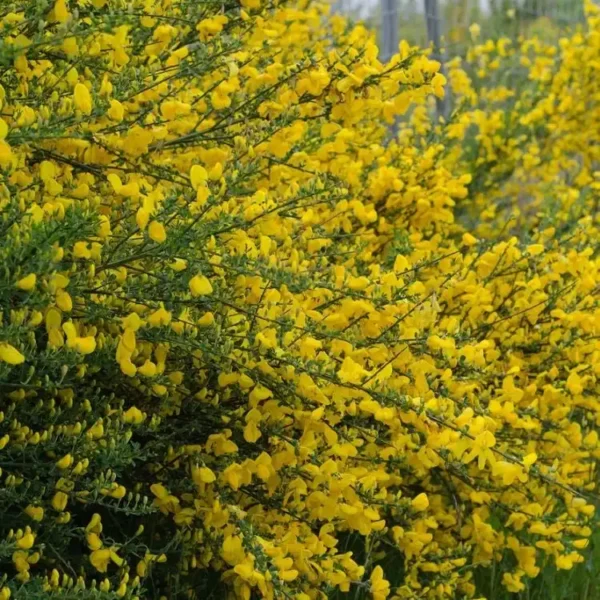 Cytisus 'Scoparius Vanesse' ghiveci 0,7L - imagine 5
