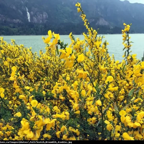 Cytisus 'Scoparius Vanesse' ghiveci 0,7L - imagine 3