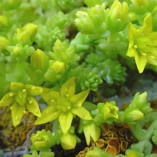 Sedum Gold Moss Stonecrop - Ghiveci 3L - imagine 2