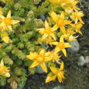 Sedum Gold Moss Stonecrop - Ghiveci 3L