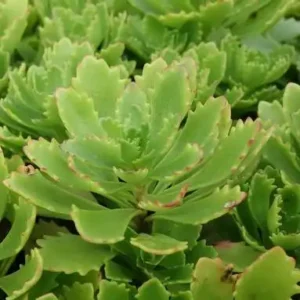 Sedum Immergrun - Ghiveci 3L