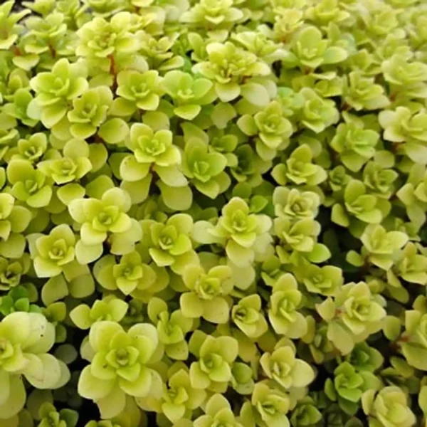 Sedum Makinoi japonez galben - Ghiveci 3L