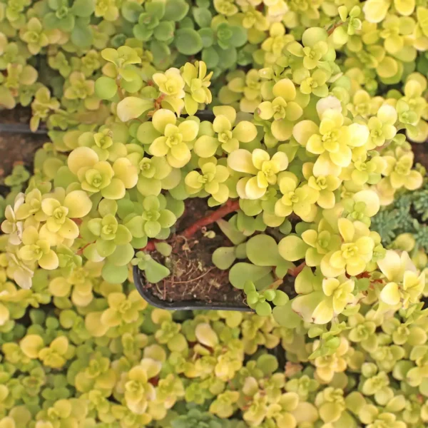 Sedum Makinoi japonez galben - Ghiveci 3L - imagine 2