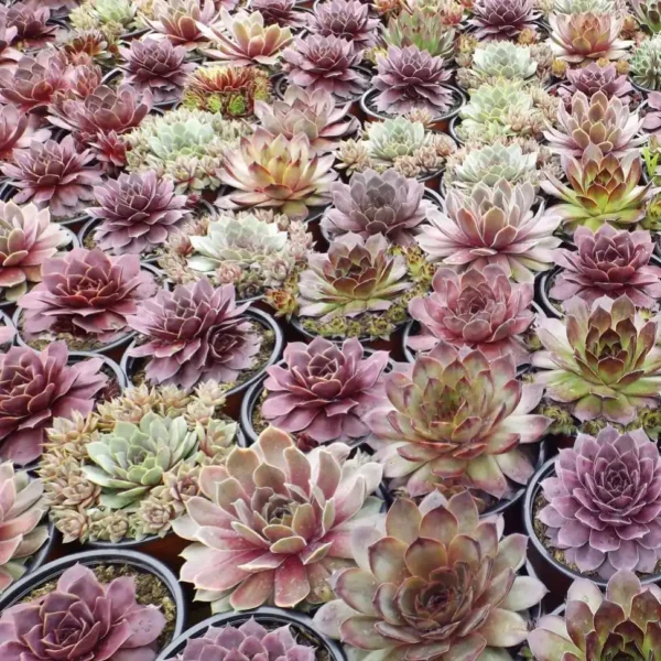 Sempervivum Ghiveci 3L - imagine 2