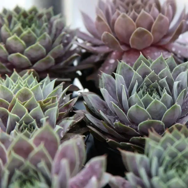 Sempervivum Ghiveci 3L - imagine 3