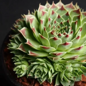 Sempervivum Ghiveci 3L
