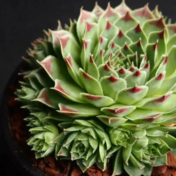 Sempervivum Ghiveci 3L