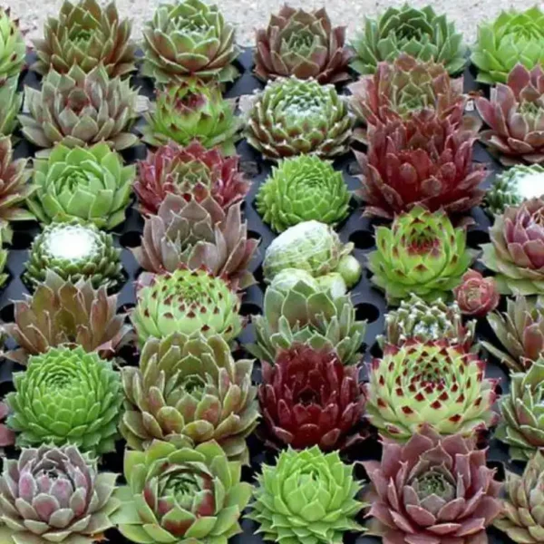 Sempervivum Ghiveci 3L - imagine 6