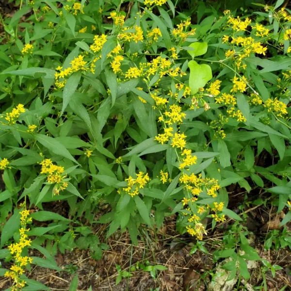 Solidago caesia Blue-stemmed Goldenrod - Ghiveci 3L - imagine 4