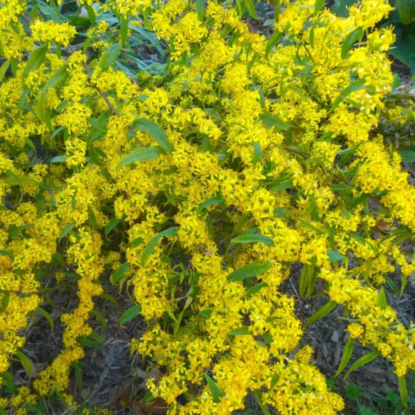 Solidago caesia Blue-stemmed Goldenrod - Ghiveci 3L - imagine 2