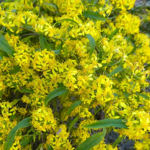 Solidago caesia Blue-stemmed Goldenrod - Ghiveci 3L