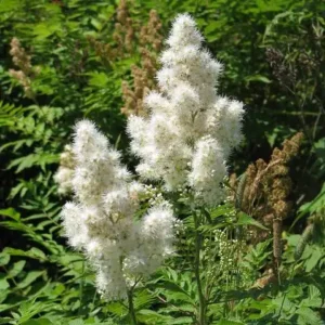 Sorbaria sorbifolia ghiveci 0,7L