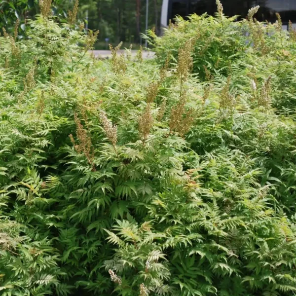 Sorbaria sorbifolia ghiveci 0,7L - imagine 4