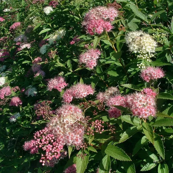 Cununita 'Genpei' ghiveci 0,7L