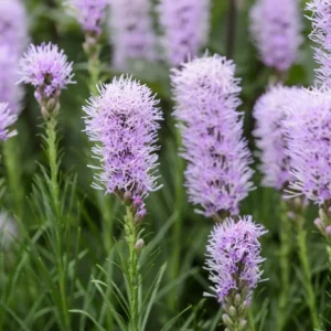 Liatris spicata - Ghiveci 3L