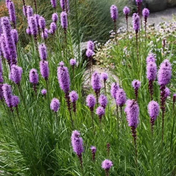 Liatris spicata - Ghiveci 3L - imagine 2