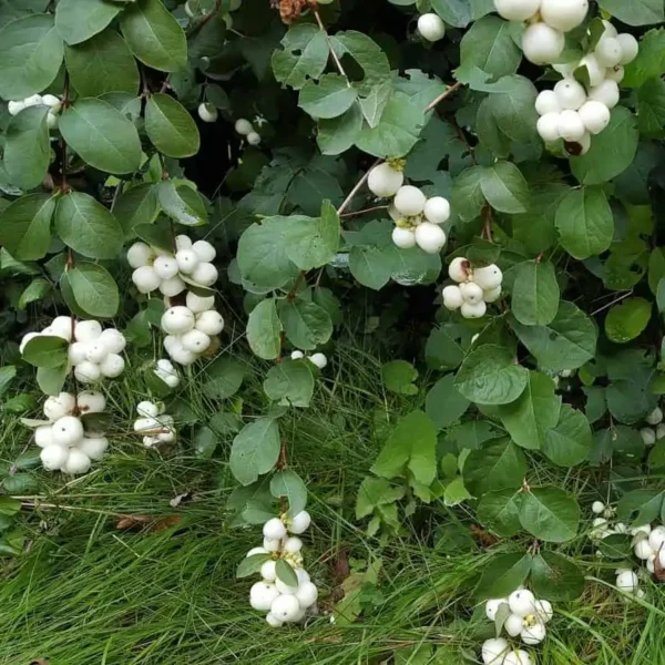 Symphoricarpos alb - Ghiveci 3L - imagine 4