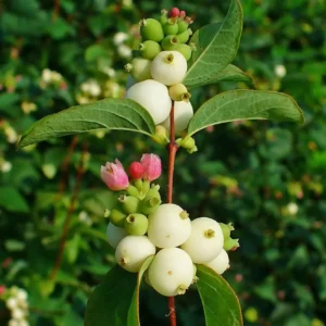 Symphoricarpos alb - Ghiveci 3L
