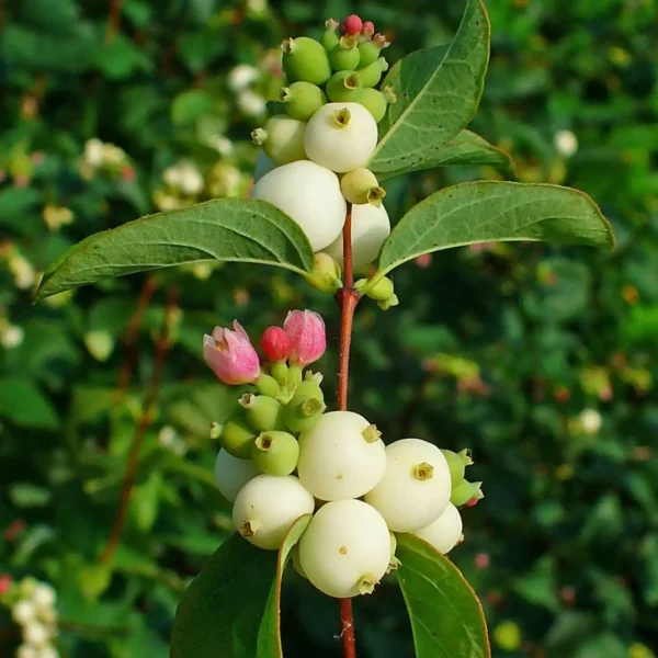 Symphoricarpos alb - Ghiveci 3L
