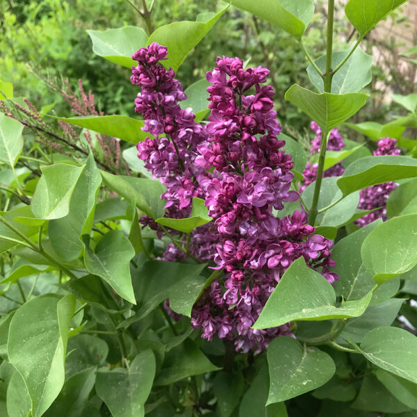 Syringa ‘Charles Joly’ 20-30 cm - Ghiveci 0.7L - imagine 2
