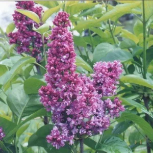 Syringa ‘Charles Joly’ 20-30 cm - Ghiveci 0.7L
