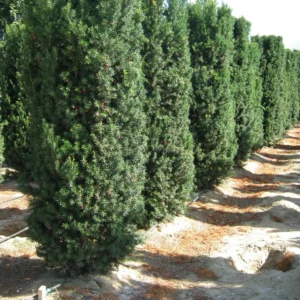 Taxus x media 'Hicksii' 75-80 cm - Ghiveci 3L