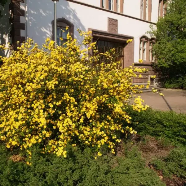 Teisor Kerria japonica ghiveci 0,7L