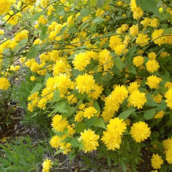 Teisor Kerria japonica ghiveci 0,7L - imagine 2