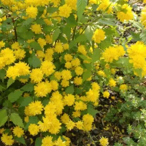 Teisor - Kerria japonica ghiveci 3L