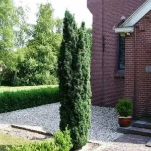 Taxus baccata 'Fastigiata Robusta' ghiveci 0,7L