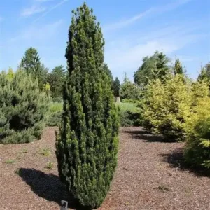 Taxus baccata 'Fastigiata Robusta' ghiveci 3L