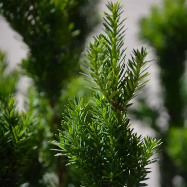 Taxus x media 'Hillii' ghiveci 0,7L - imagine 4
