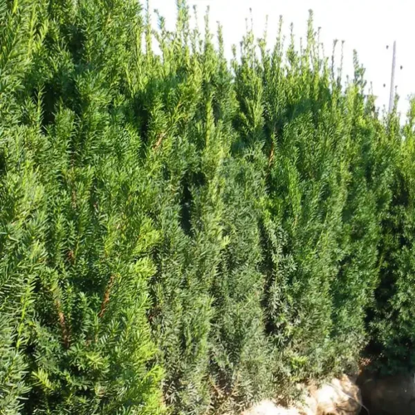 Taxus x media 'Hillii' ghiveci 0,7L