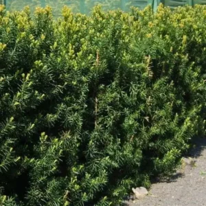 Taxus x media 'Hillii' ghiveci 3L