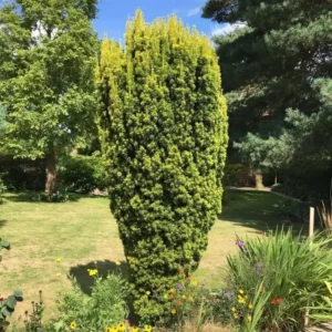 Taxus baccata 'David' - Ghiveci 3L