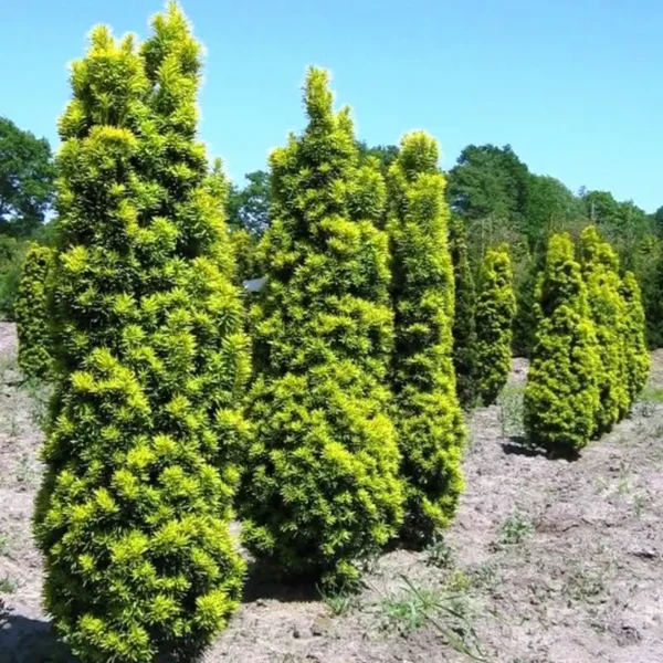 Taxus baccata 'David' - Ghiveci 3L - imagine 4