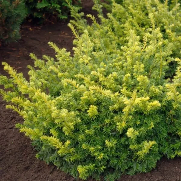 Taxus baccata 'Summergold' - Ghiveci 3L