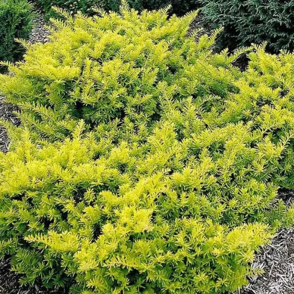 Taxus baccata 'Summergold' - Ghiveci 3L - imagine 4