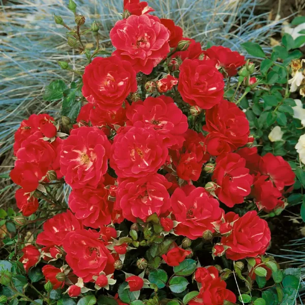 Trandafir Rosa 'The Fairy' - Ghiveci 3L - imagine 2