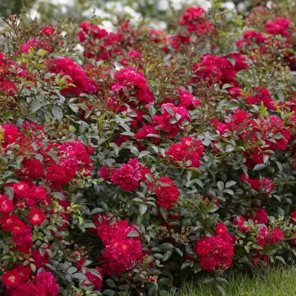 Trandafir Rosa 'The Fairy' - Ghiveci 3L - imagine 3