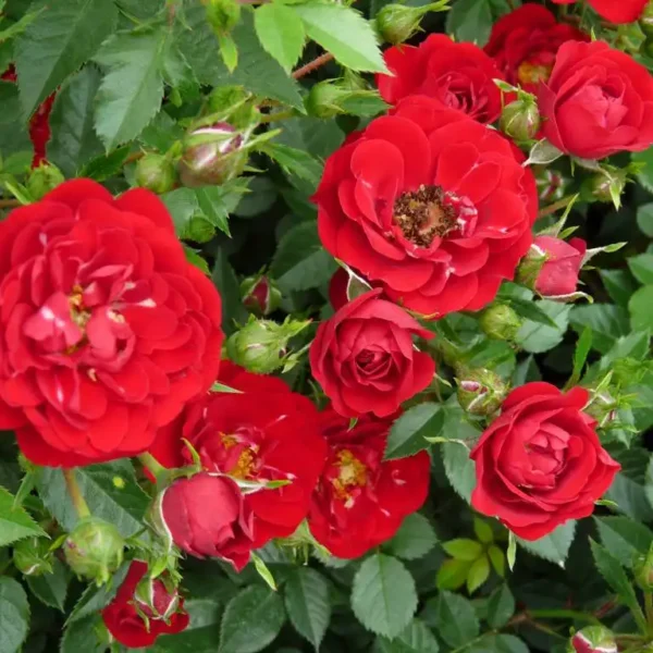 Trandafir Rosa 'The Fairy' - Ghiveci 3L