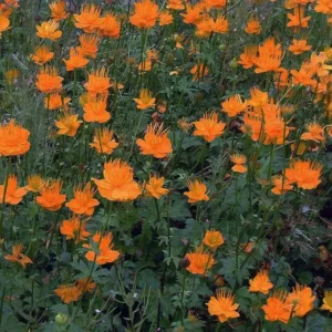 Trollius chinensis Globe Flower - Ghiveci 3L