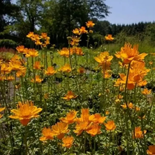Trollius chinensis Globe Flower - Ghiveci 3L - imagine 2