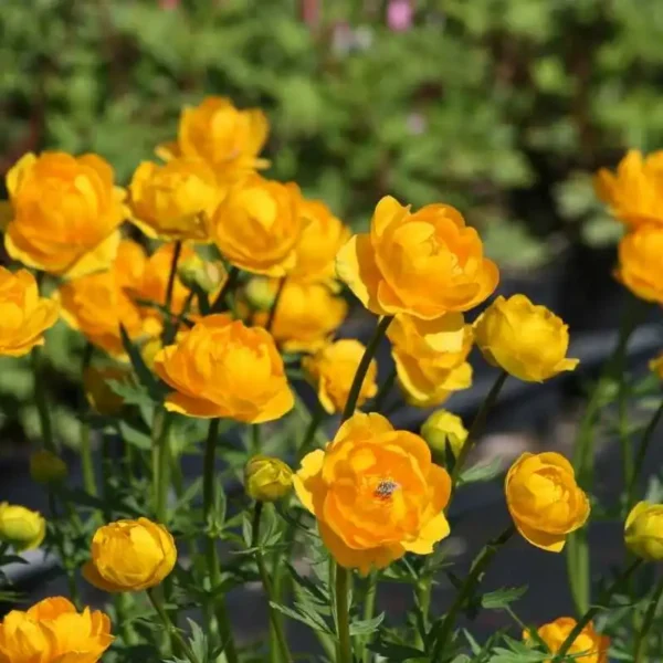 Trollius chinensis Globe Flower - Ghiveci 3L - imagine 5