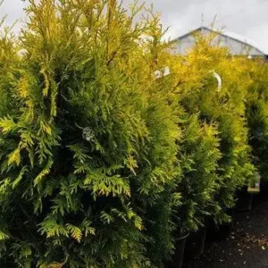 Tuia occidentalis 'Yellow Ribbon' - Ghiveci 3L