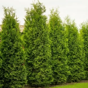 Tuia occidentalis 'Columna' ghiveci 3L