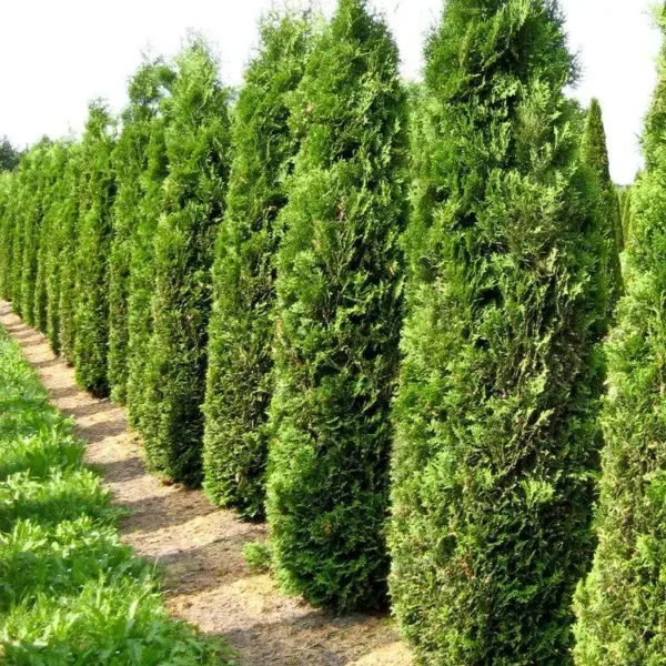 Tuia occidentalis 'Columna' ghiveci 0,7L - imagine 3