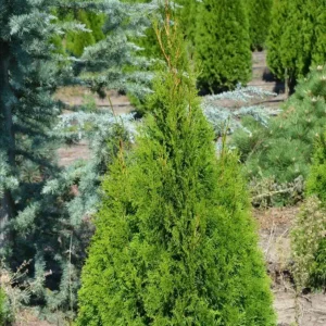 Tuia conica 'Smaragd' ghiveci 0,7L